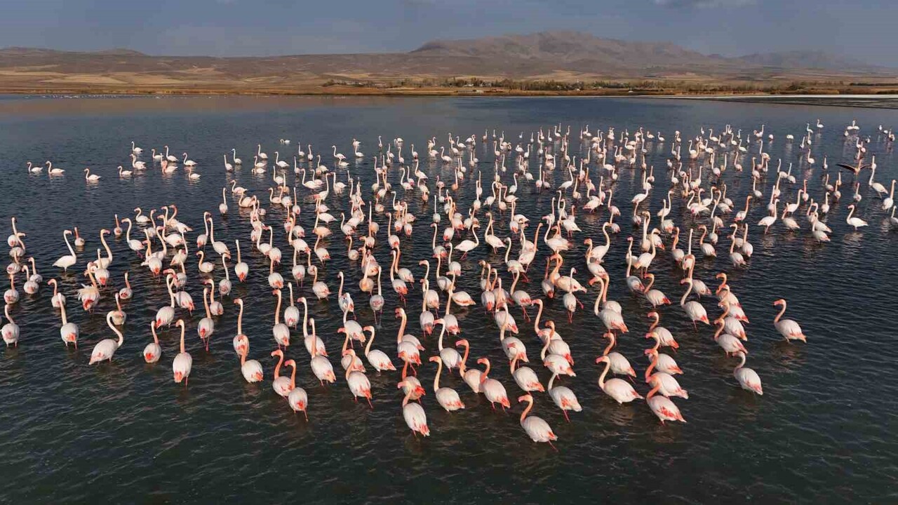 DOĞUNUN SAKLI CENNETİ VAN’DAKİ ERÇEK GÖLÜ, ZARİF MİSAFİRLERİ OLAN FLAMİNGOLARI AĞIRLAMAYA DEVAM...