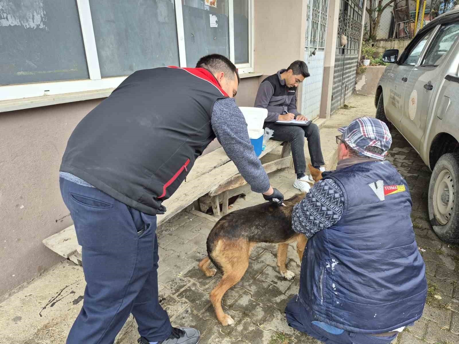 DÜZCE'NİN AKÇAKOCA İLÇESİNDE KEDİ VE KÖPEKLERE MİKROÇİP TAKILMASI ÇALIŞMALARI DEVAM...