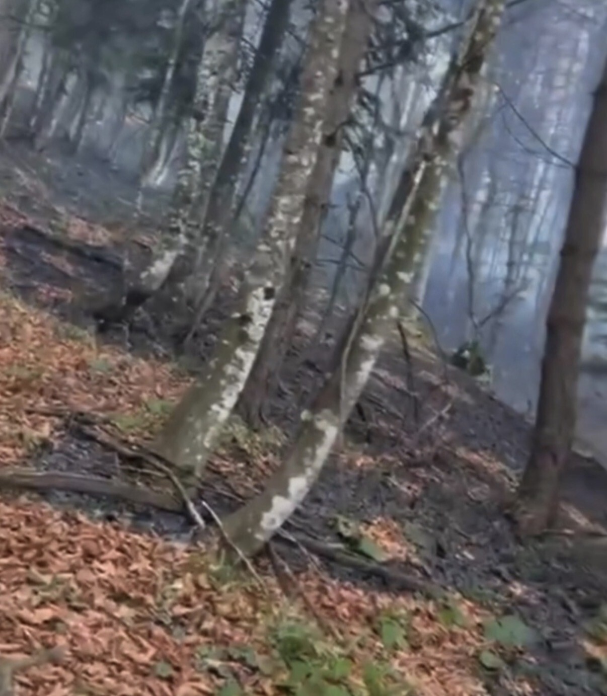 DÜZCE’DE ORMANLIK ALANDA BELİRLENEMEYEN SEBEPLE ÖRTÜ YANGINI ÇIKTI. BÖLGEDE SÖNDÜRME ÇALIŞMALARI...