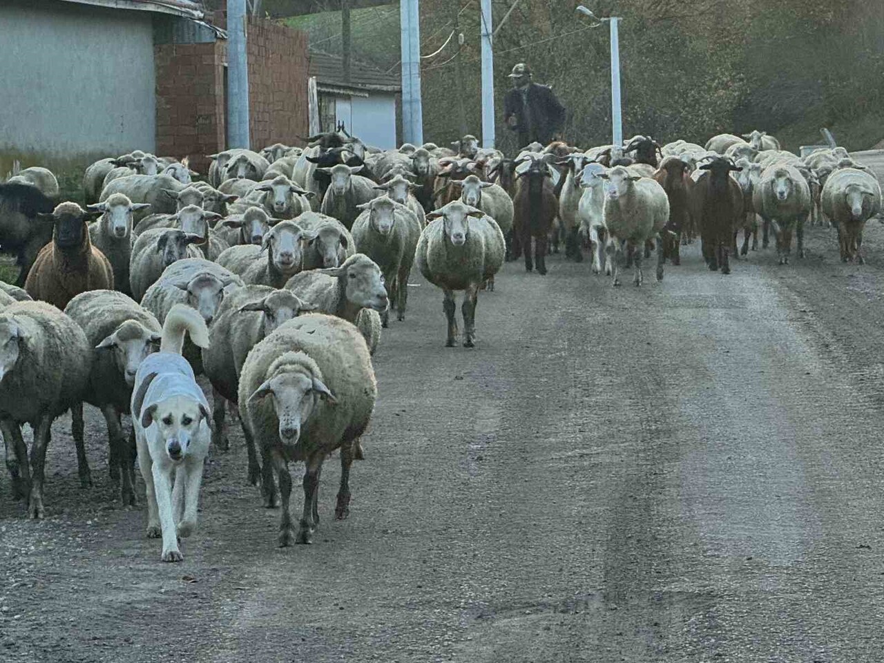 EDİRNE'DE SÜRÜ SAHİPLERİ AYLIK 50 BİN LİRA MAAŞ VERMELERİNE RAĞMEN ÇOBAN BULMAKTA ZORLUK...