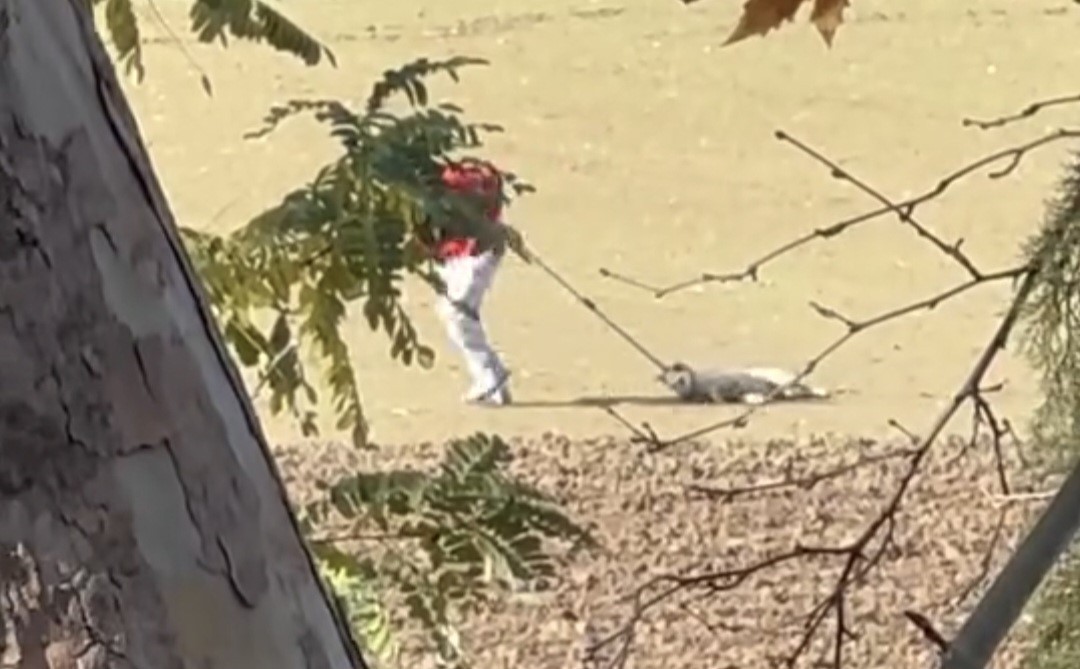 EDİRNE BELEDİYESİ KEDİ, KÖPEK VE BARINMA EVİ EKİPLERİNİN SON GÜNLERDE SOKAK HAYVANLARINA YÖNELİK...