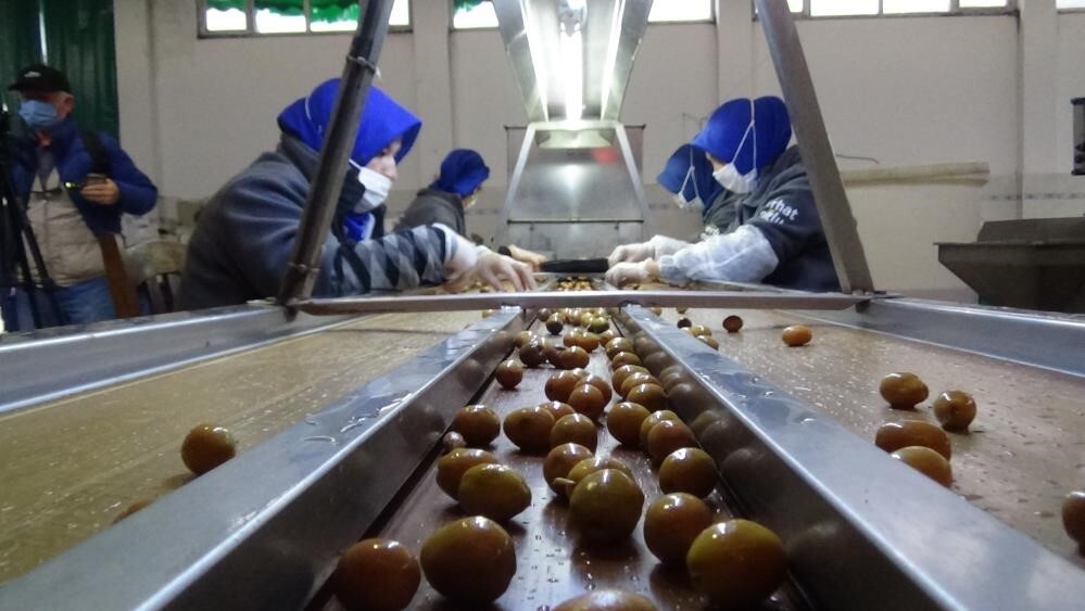 EDREMİT ZEYTİNYAĞI VE YEŞİL ÇİZİK ZEYTİNİ İÇİN COĞRAFİ İŞARET BAŞVURULARI BAŞLADI...