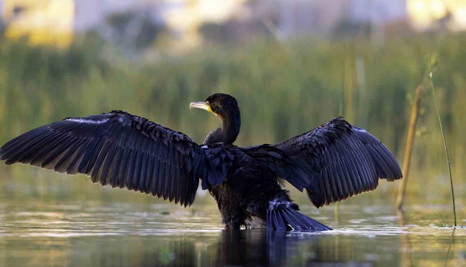 EKŞİSU SAZLIĞI, 149 KUŞ TÜRÜNE EV SAHİPLİĞİ YAPIYOR