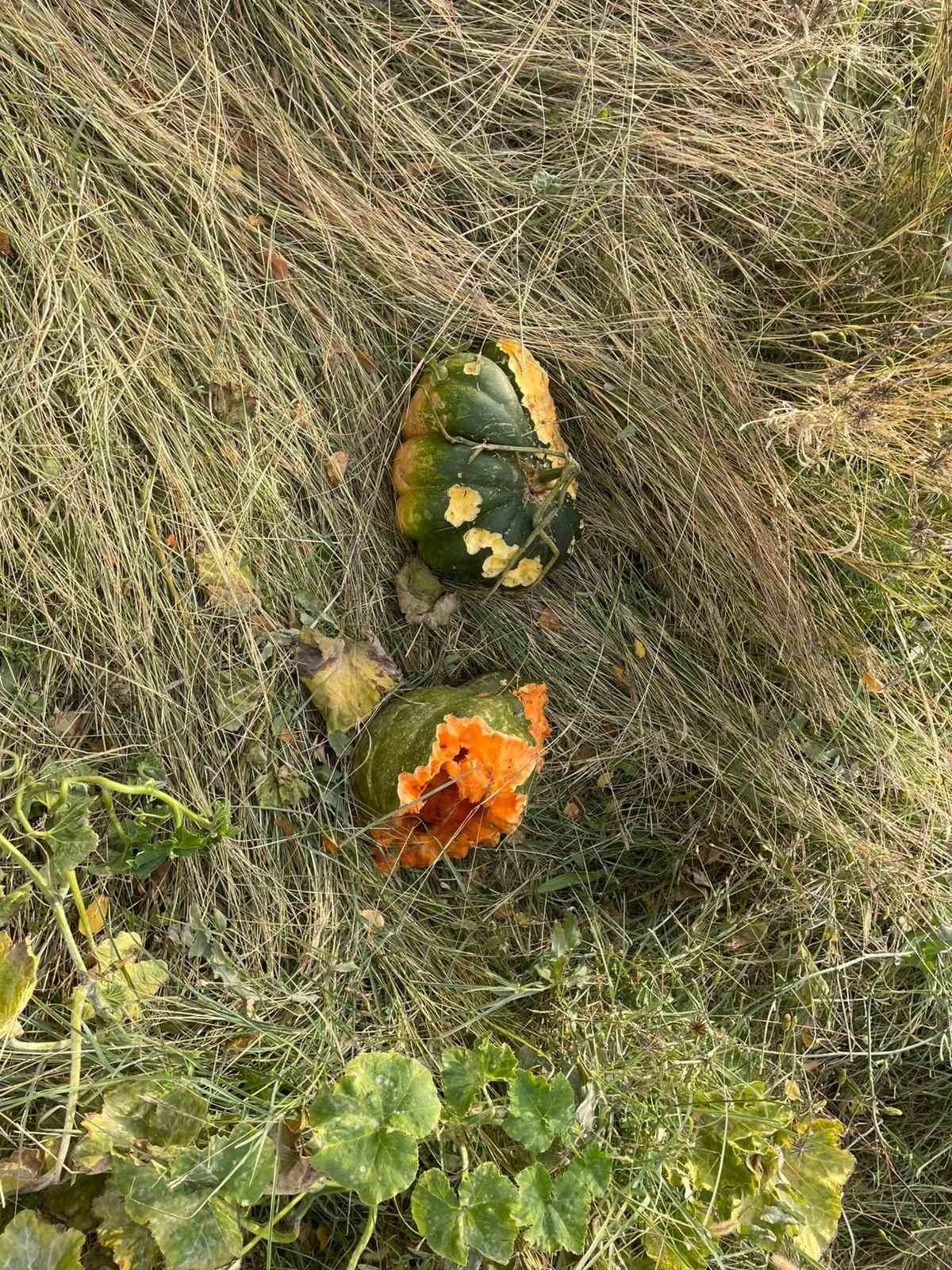 ELAZIĞ'DA BAHÇELER YABAN DOMUZLARININ İSTİLASINA UĞRADI