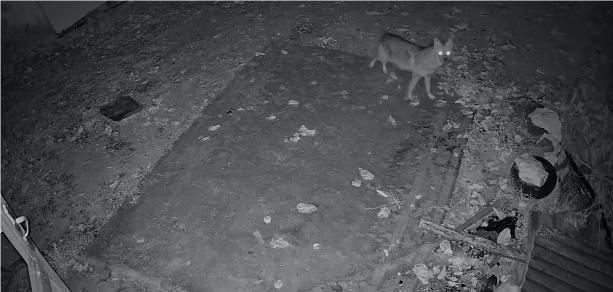 ELAZIĞ'DA YİYECEK ARAYAN ÇAKAL GÜVENLİK KAMERALARI TARAFINDAN GÖRÜNTÜLENDİ.