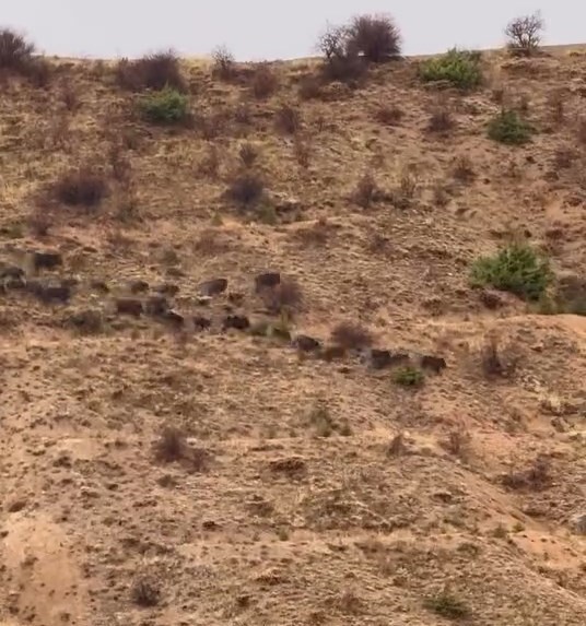 ELAZIĞ'IN BASKİL İLÇESİNDE YİYECEK ARAYAN DOMUZ SÜRÜSÜ GÖRÜNTÜLENDİ.