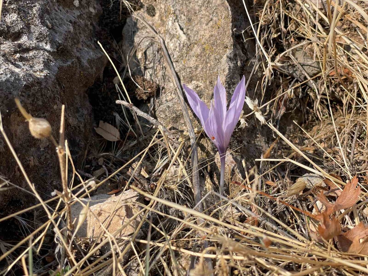 ELAZIĞ’A YAKIN ÖLBE VADİSİ, SONBAHARDA NADİREN AÇAN ÇİĞDEM TÜRLERİYLE DOĞASEVERLERİN İLGİSİNİ...