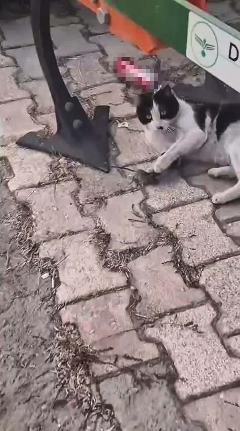 ELAZIĞ’DA, KEDİNİN FARE İLE OYNAMASI BİR VATANDAŞIN CEP TELEFONU KAMERASINA YANSIDI