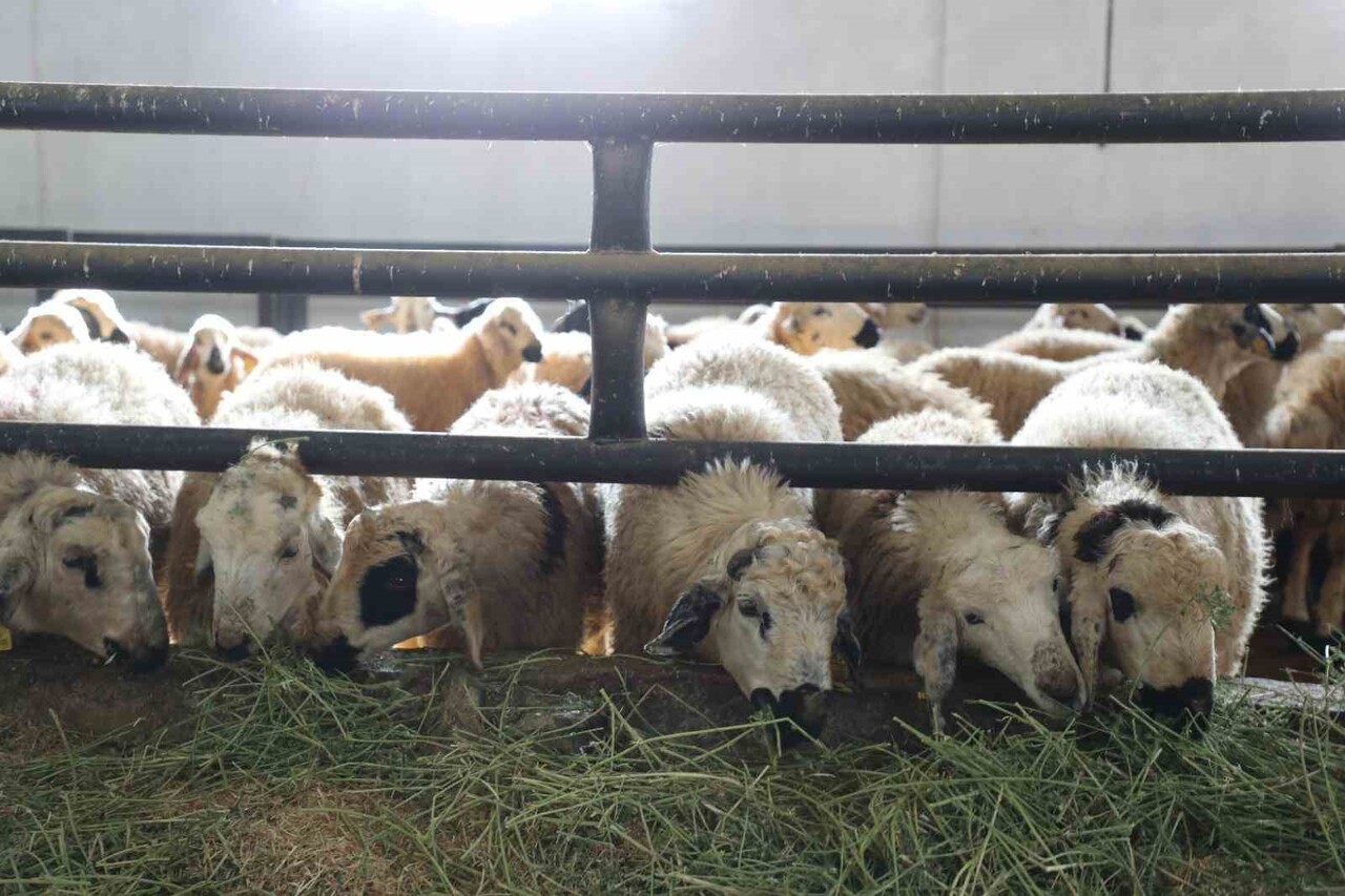 ELAZIĞ’IN KOVANCILAR İLÇESİNDE NECMETTİN TAŞ İSİMLİ VATANDAŞ, DEVLETTEN ALDIĞI YÜZDE 50 DESTEKLE...