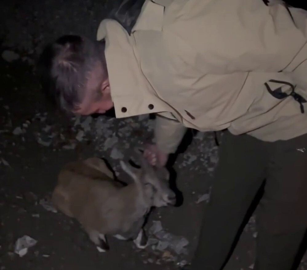 ERZURUM’DA YOL KENARINDA YARALI HALDE BULUNAN YABAN DAĞ KEÇİSİ TEDAVİ EDİLMEK ÜZERE YETKİLİLERE...