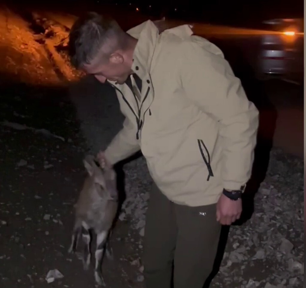 ERZURUM’DA YOL KENARINDA YARALI HALDE BULUNAN YABAN DAĞ KEÇİSİ TEDAVİ EDİLMEK ÜZERE YETKİLİLERE...