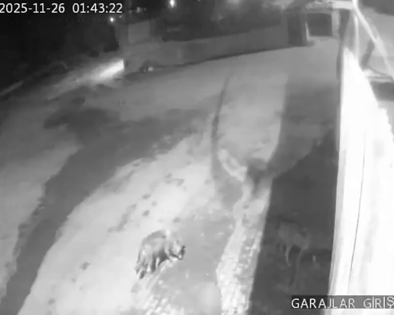 ERZURUM’UN AŞKALE İLÇESİNE BAĞLI KARAHASAN KÖYÜ'NDE AÇ KALAN KURTLAR GECE SAATLERİNDE YERLEŞİM...