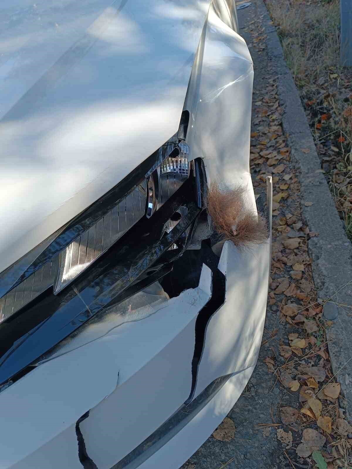 ERZURUM’UN İSPİR İLÇESİNDE YOLA ÇIKAN BOZ AYI OTOMOBİLDE HASARA NEDEN OLDU.