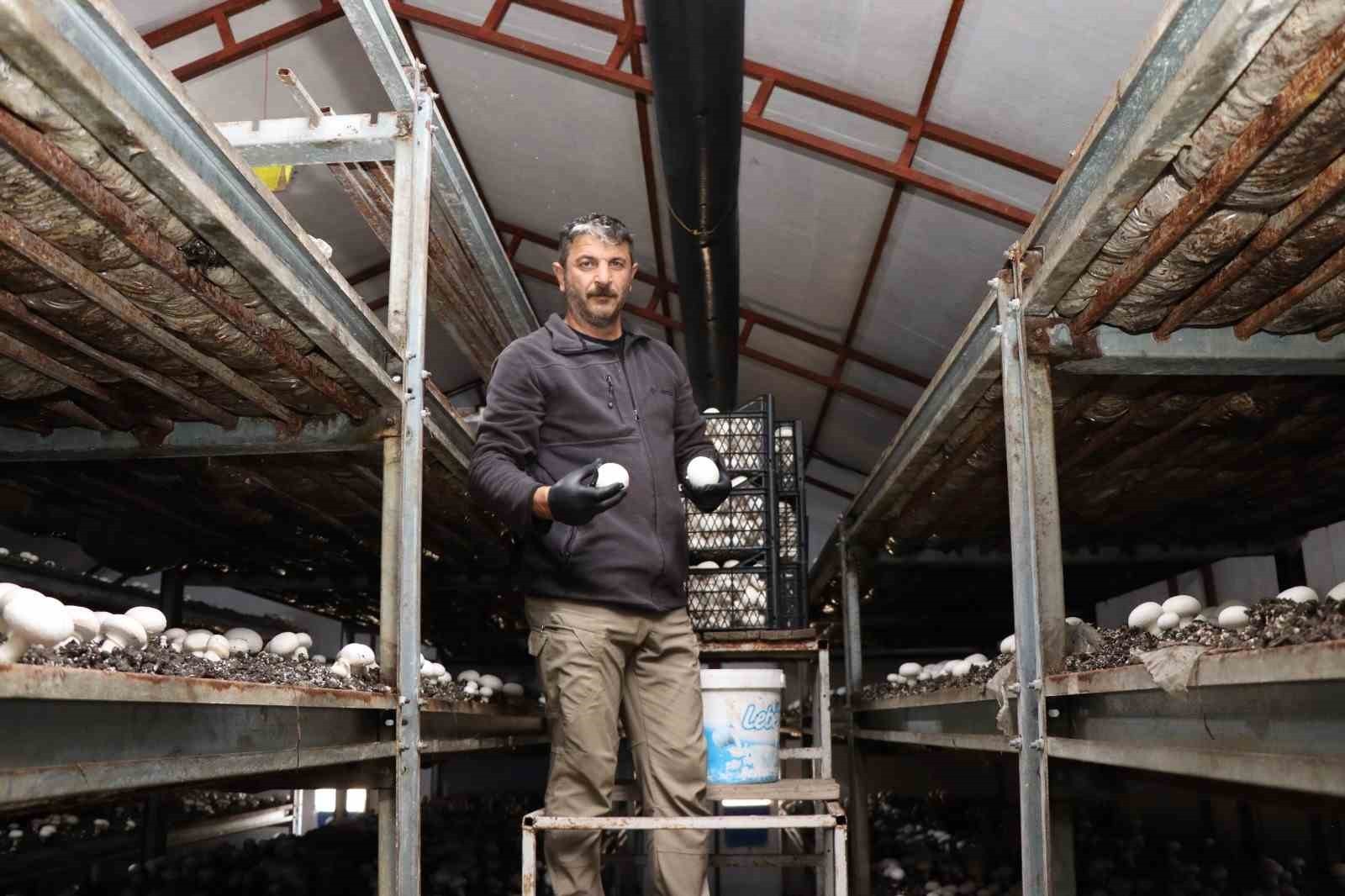 ERZURUM’UN OLTU İLÇESİNDE KÜLTÜR MANTARI ÜRETİMİ YAPAN MURAT ÖZMEN, YILIN SON HASADINI TOPLAMAYA...