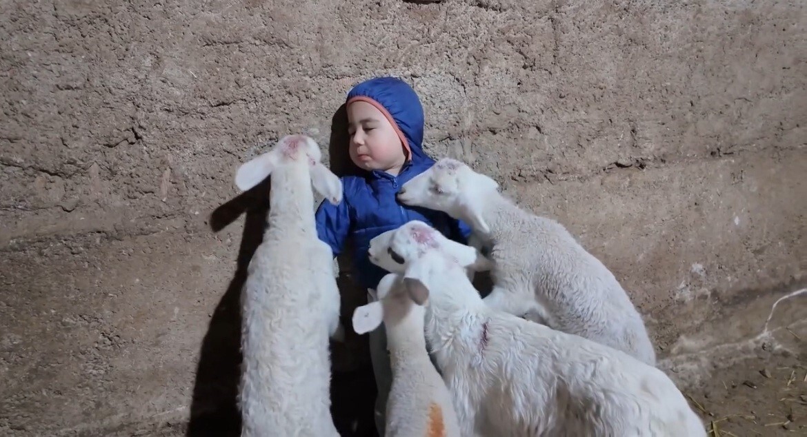 ESKİŞEHİR’DE KUZULARIN ARASINDA KALAN YUSUF ALP TOPKAYA İSİMLLİ MİNİK ÇOCUĞUN, BABASINA VERDİĞİ...