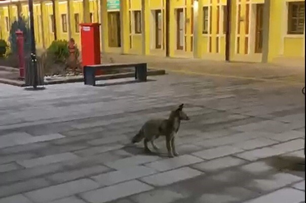 ESKİŞEHİR KENT MERKEZİNDE BULUNAN TREN GARINDA GÖRÜLEN TİLKİ YOLCULARIN ŞAŞKIN BAKIŞLARI ARASINDA...