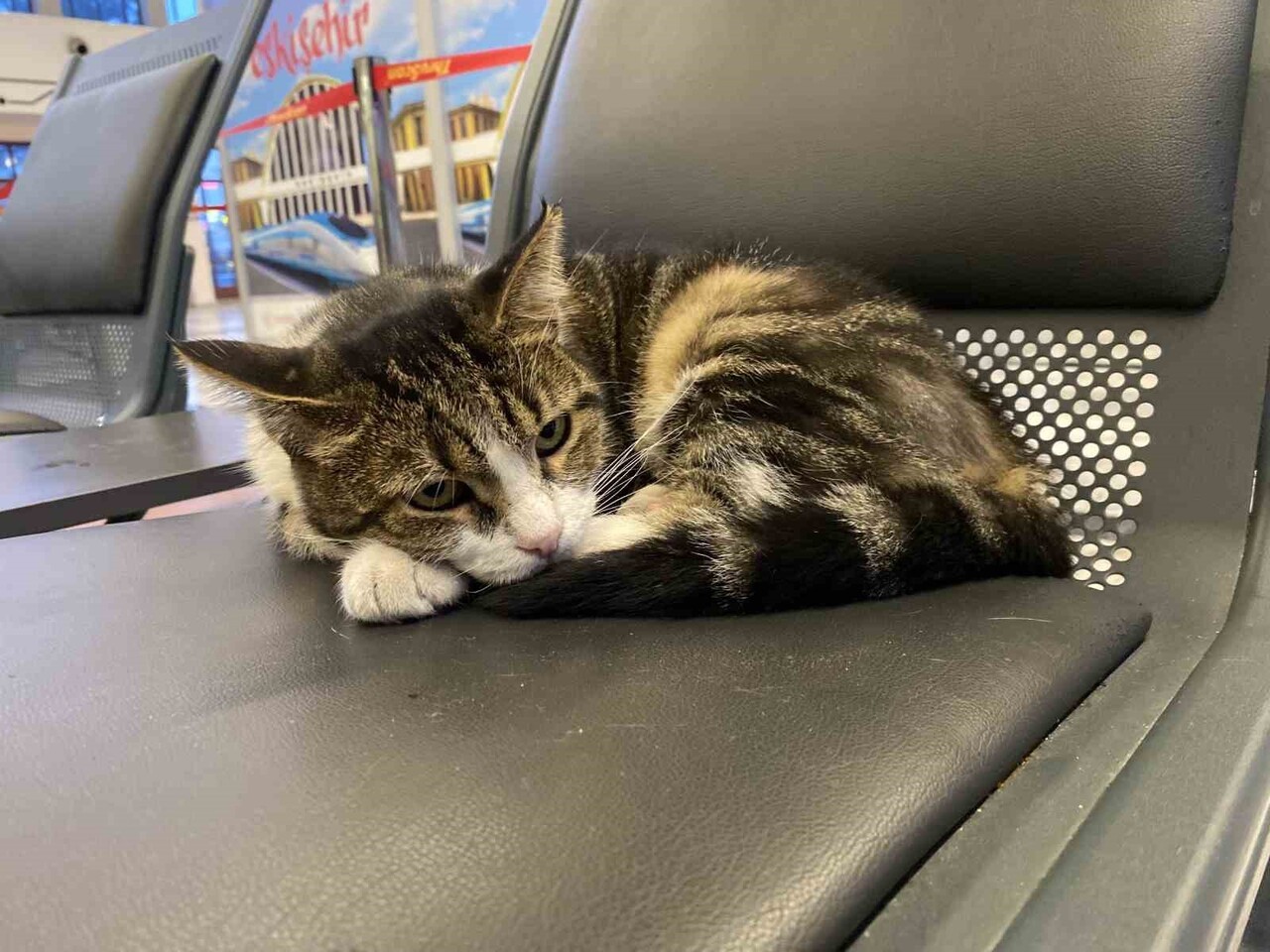 ESKİŞEHİR TREN İSTASYONU'NA SÜREKLİ GİRİP ÇIKAN VE OTURAKLARDA UYUYAN SEVİMLİ KEDİLER, YOLCULARIN...