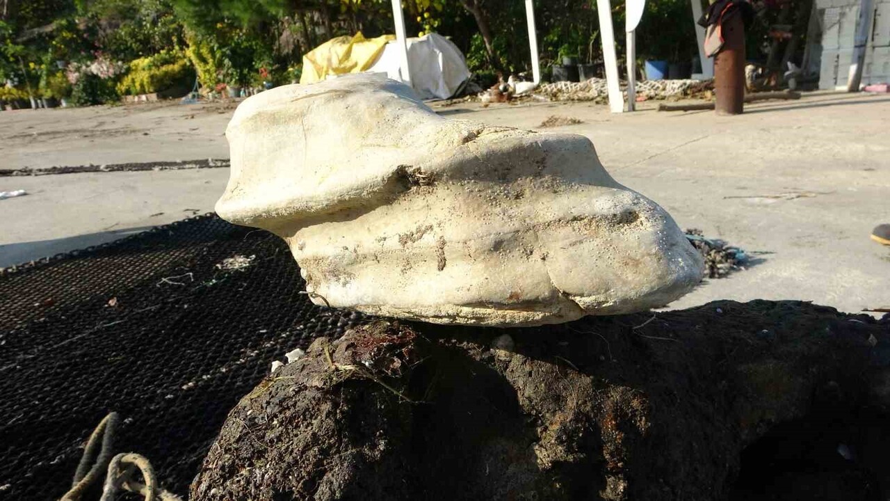 GİRESUN’UN BULANCAK İLÇESİNDE DENİZDE BULUNAN CİSİM BALIKÇILARI ŞAŞIRTTI