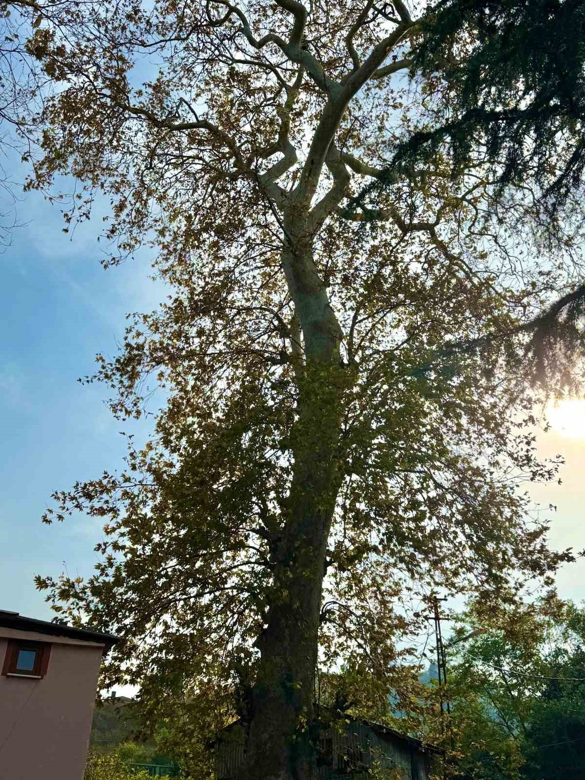 GİRESUN’UN KEŞAP İLÇESİ KULAK MEVKİSİNDE, LİMAN İÇİNDE BULUNAN VE ASIRLIK YILLIK OLDUĞU BELİRTİLEN...
