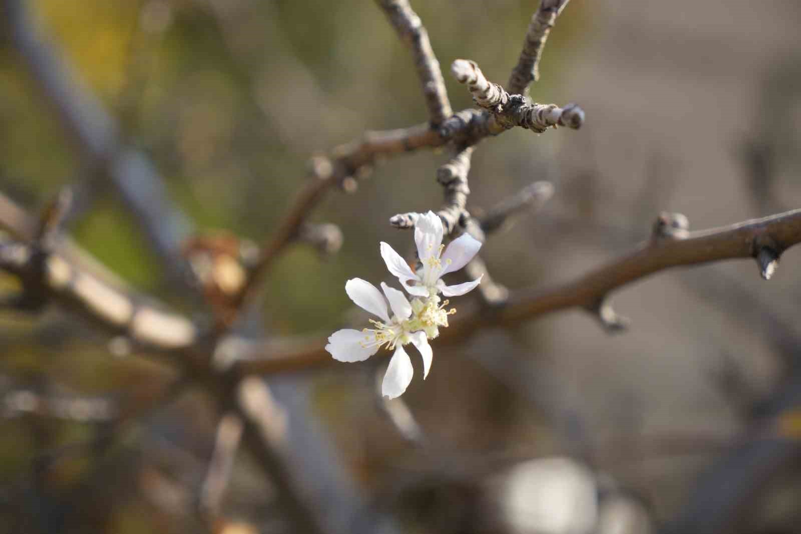 GÜMÜŞHANE’DE SICAKLIKLARIN MEVSİM NORMALLERİNİN ÜZERİNDE SEYRETMESİ NEDENİYLE KASIM AYINDA ÇİÇEK...