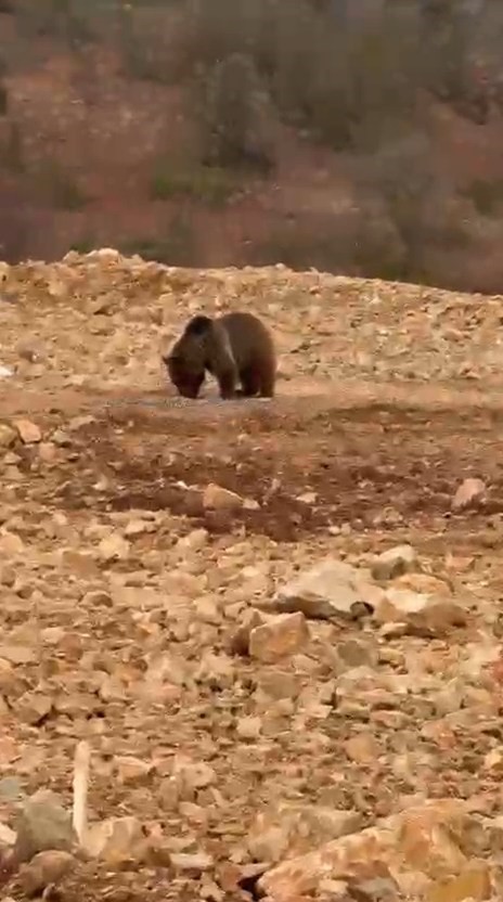 GÜMÜŞHANE’NİN ŞİRAN İLÇESİNDE KÖYE GİDEN VATANDAŞLAR YİYECEK ARADIĞINI FARK ETTİKLERİ AYIYA...
