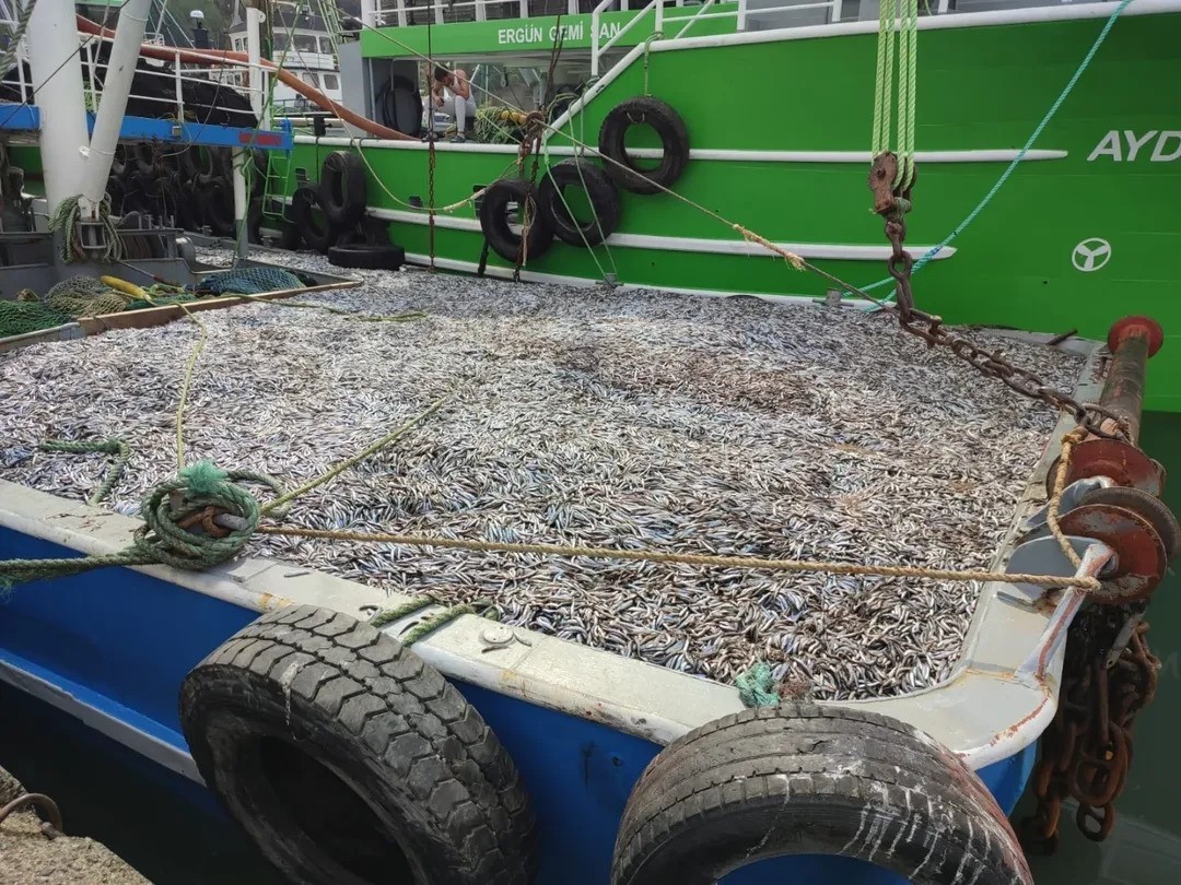 GÜZELKENT LİMANI'NDA HAMSİ DENETİMLERİ SÜRÜYOR HAMSİ AVCILIĞINDA SÜRDÜRÜLEBİLİRLİĞİ SAĞLAMAK...