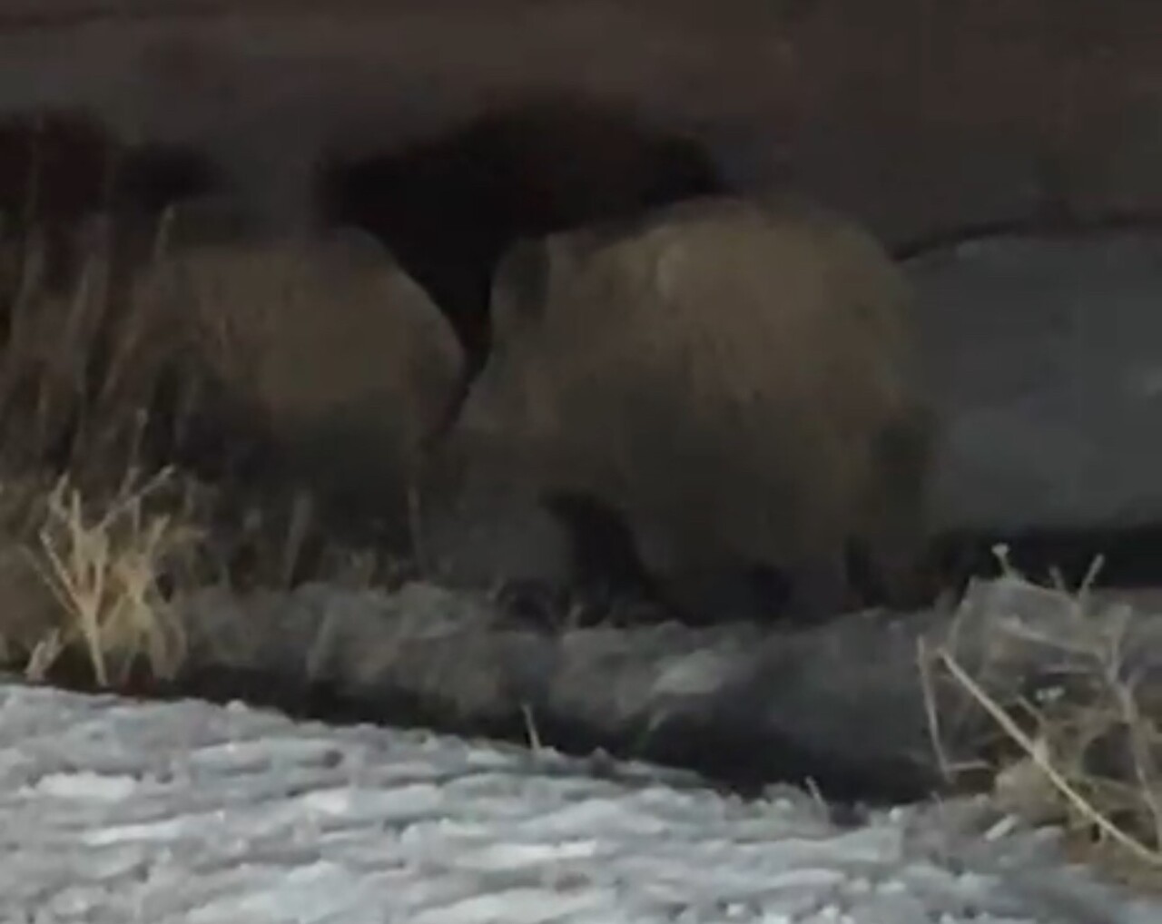 HAKKARİ’NİN YÜKSEKOVA İLÇESİNDE ANA CADDEYE İNEN İKİ BÜYÜK YABAN DOMUZU, ÇEVREDEKİ VATANDAŞLAR...