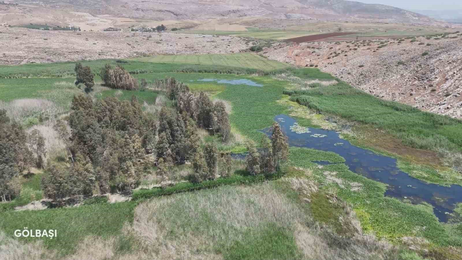 HATAY’DA YAZ AYLARINDA ASİ NEHRİ’Nİ KAPLAYAN İSTİLACI SU SÜMBÜLLERİNE KARŞI HATAY BÜYÜKŞEHİR...