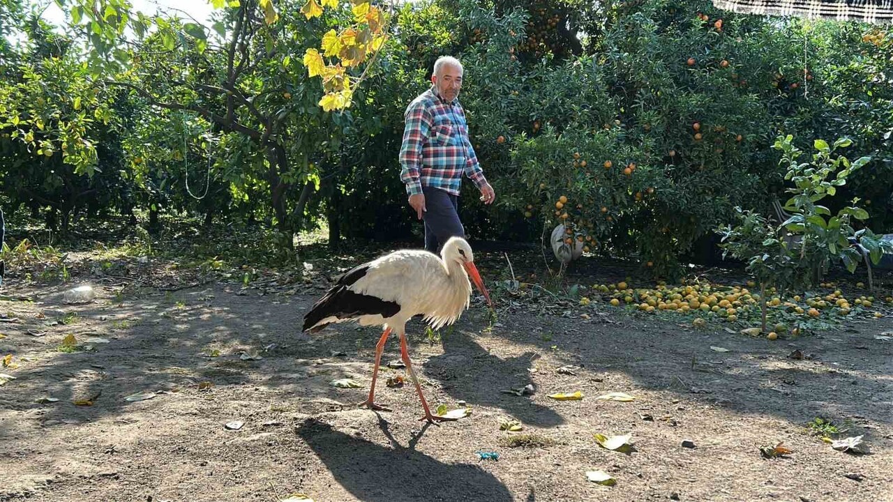 HATAY’IN DÖRTYOL İLÇESİNDE YAŞAYAN YUSUF POYRAZ, BİR HAFTA ÖNCE EVİNİN BAHÇESİNE GELEN LEYLEĞİ...
