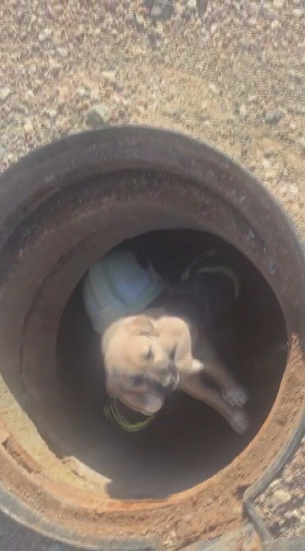 HATAY’IN KIRIKHAN İLÇESİNDE 6 METRE DERİNLİĞİNDEKİ ÇUKURA DÜŞEN YAVRU KÖPEĞİ, İTFAİYE EKİPLERİ...