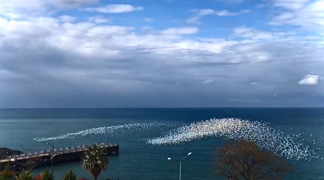 HOPA’DA DENİZ ÜZERİNDE TOPLANAN YÜZLERCE MARTI, DALGAYI ANDIRAN UYUMLU HAREKETLERİYLE İZLEYENLERE...