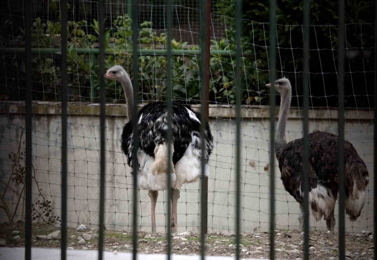 İSPANYA'DA YÜKSEK RİSKLİ BÖLGELERDE KÜMES HAYVANLARI KAPALI TUTULACAK. (ARŞİV)