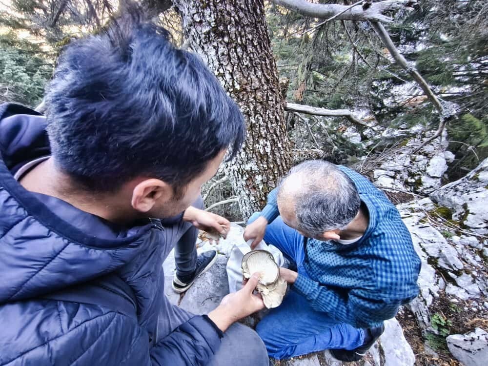 İSTİRİDYE MANTARININ PEŞİNDE OLAN AVCILAR, SARP KAYALIKLARA VE YÜKSEK LADİN AĞAÇLARINA TIRMANIYOR...