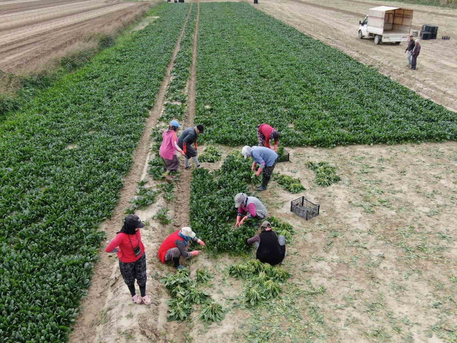 İZMİR’İN MENEMEN İLÇESİNDE KIŞ AYLARININ VAZGEÇİLMEZ SEBZELERİNDEN ISPANAĞIN HASADI DEVAM EDİYOR....