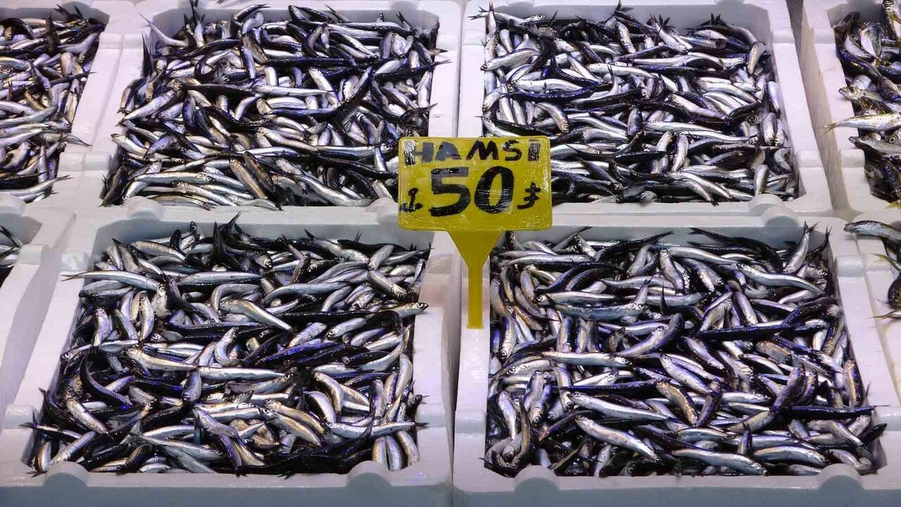 KARADENİZ'DE SON YILLARIN EN ERKEN HAMSİ BOLLUĞU YAŞANIRKEN BALIKÇILAR 35 YILDIR BÖYLE BİR HAMSİ...