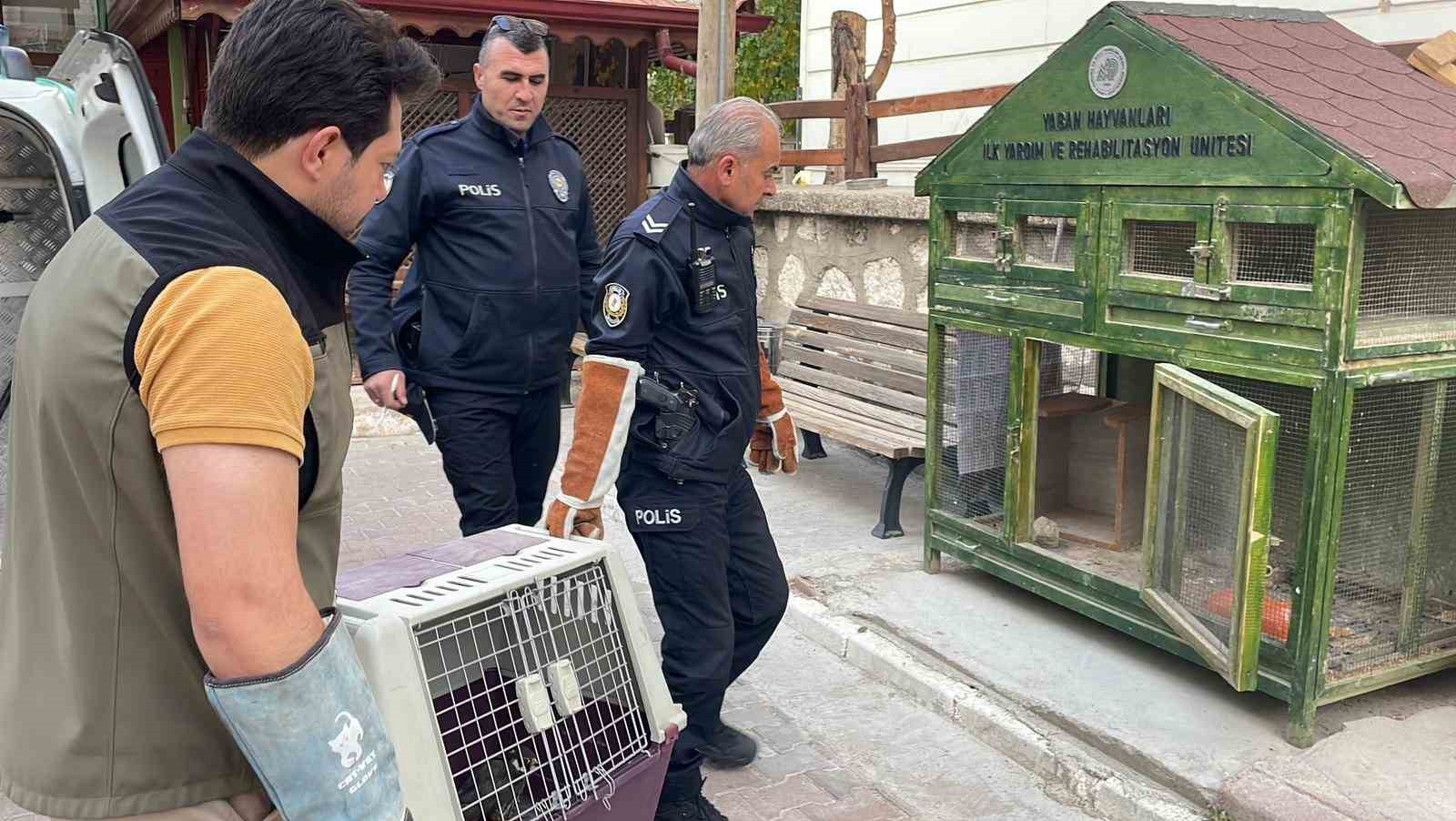 KARAMAN’DA VATANDAŞLAR TARAFINDAN YARALI VE BİTKİN HALDE BULUNAN BOZ DOĞAN, KORUMA ALTINA...