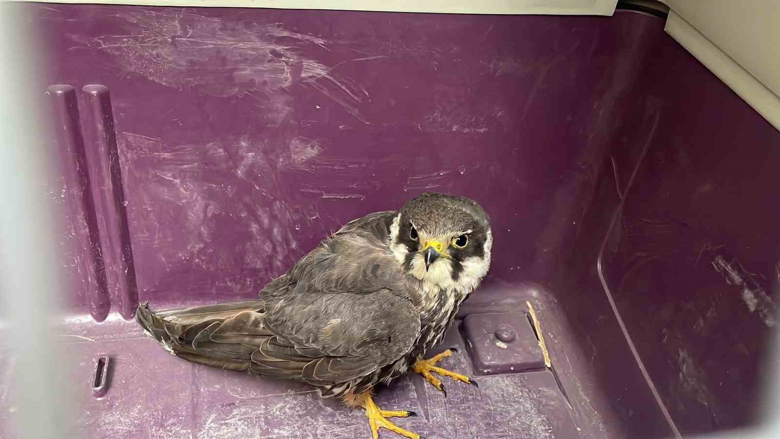 KARAMAN’DA VATANDAŞLAR TARAFINDAN YARALI VE BİTKİN HALDE BULUNAN BOZ DOĞAN, KORUMA ALTINA...