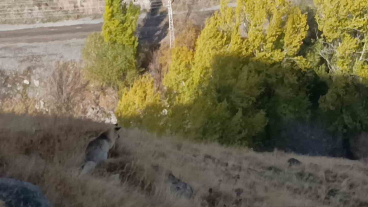 KARS'TA KIZIL TİLKİ YİYECEK ARARKEN GÖRÜNTÜLENDİ