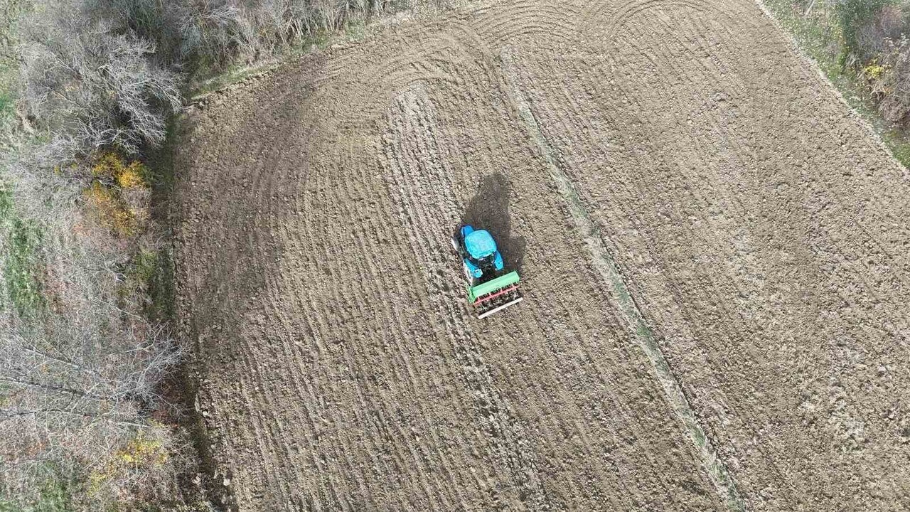 KASTAMONU’DA BUĞDAYIN ATASI OLARAK BİLİNEN 12 BİN YILLIK SİYEZ BUĞDAYI, ÇİFTÇİLER TARAFINDAN...