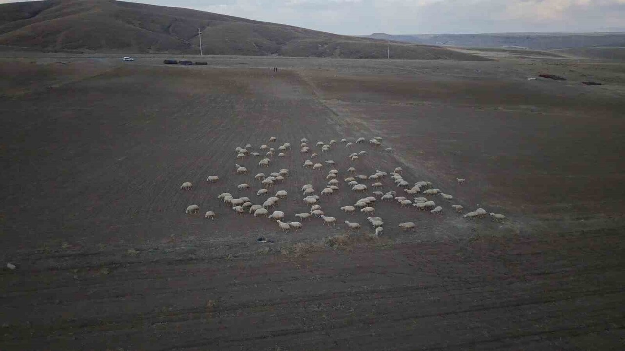 KAYSERİ BÜYÜKŞEHİR BELEDİYESİ'NİN 'KOYUNLAR ARTIYOR, MERALAR ŞENLENİYOR' PROJESİ, 16 İLÇEDE OLDUĞU...