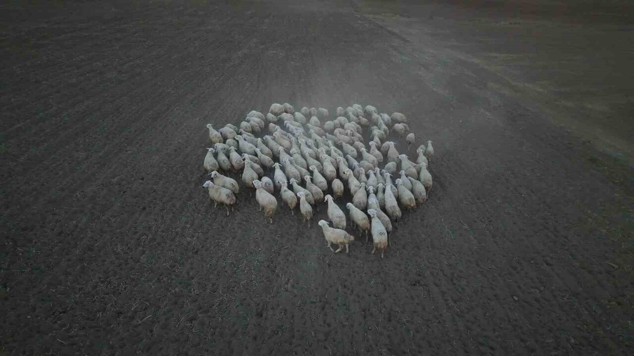 KAYSERİ BÜYÜKŞEHİR BELEDİYESİ'NİN 'KOYUNLAR ARTIYOR, MERALAR ŞENLENİYOR' PROJESİ, 16 İLÇEDE OLDUĞU...