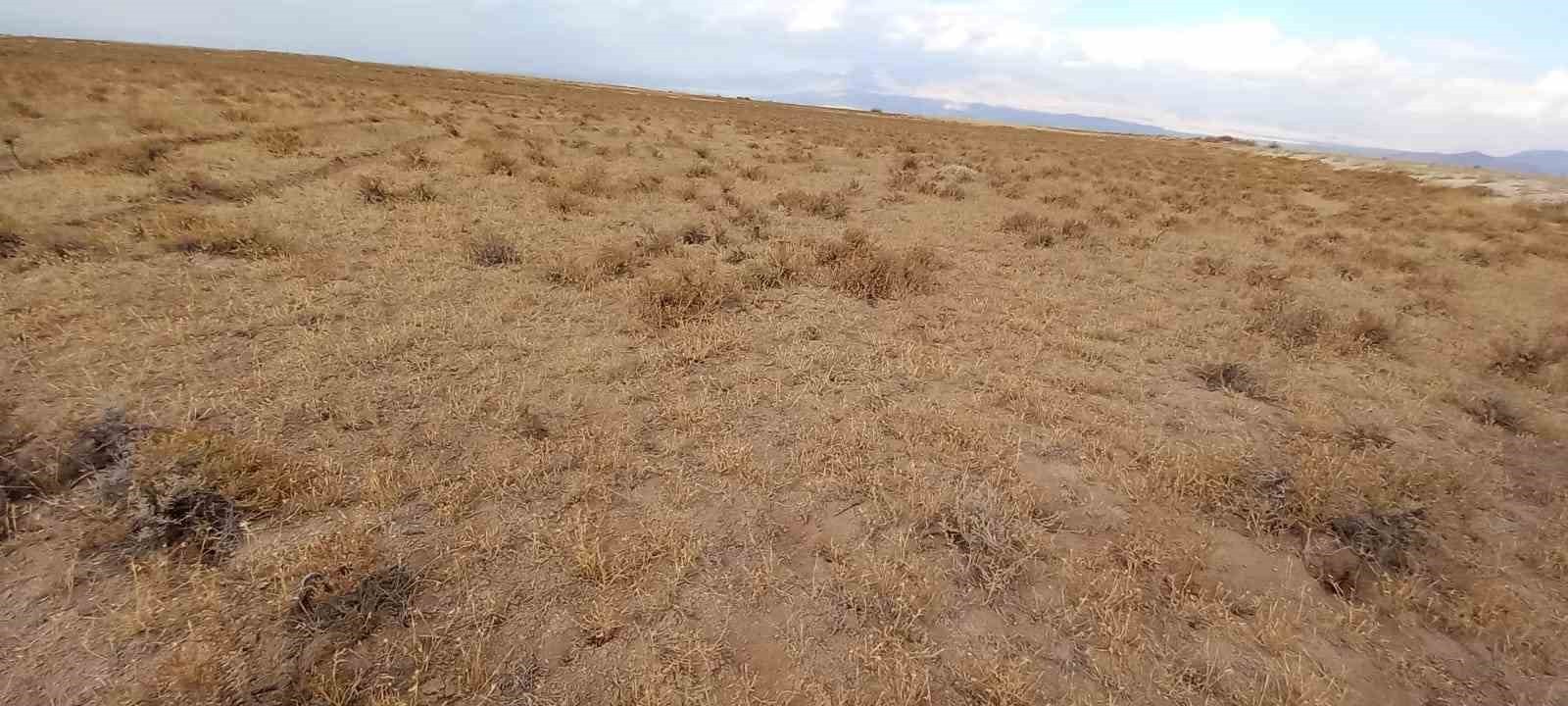 KAYSERİ İL TARIM VE ORMAN MÜDÜRLÜĞÜ TARAFINDAN DEVELİ’DE ISLAH AMAÇLI MERA KİRALAMA İHALESİ...