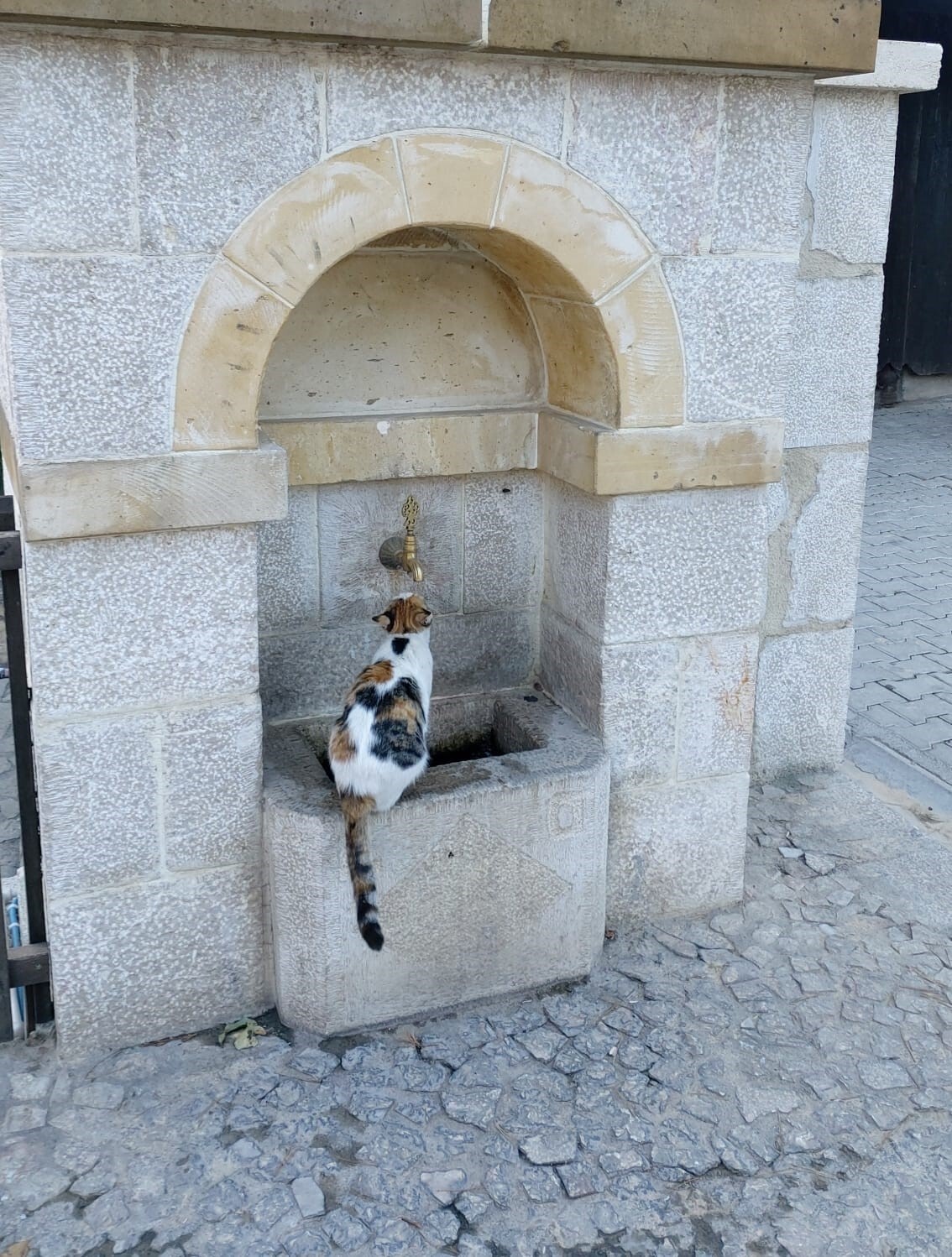 KEMALİYE’NİN SEVİMLİ KEDİSİ ‘TEKİR’ ÇEŞME BAŞI MÜDAVİMİ OLDU