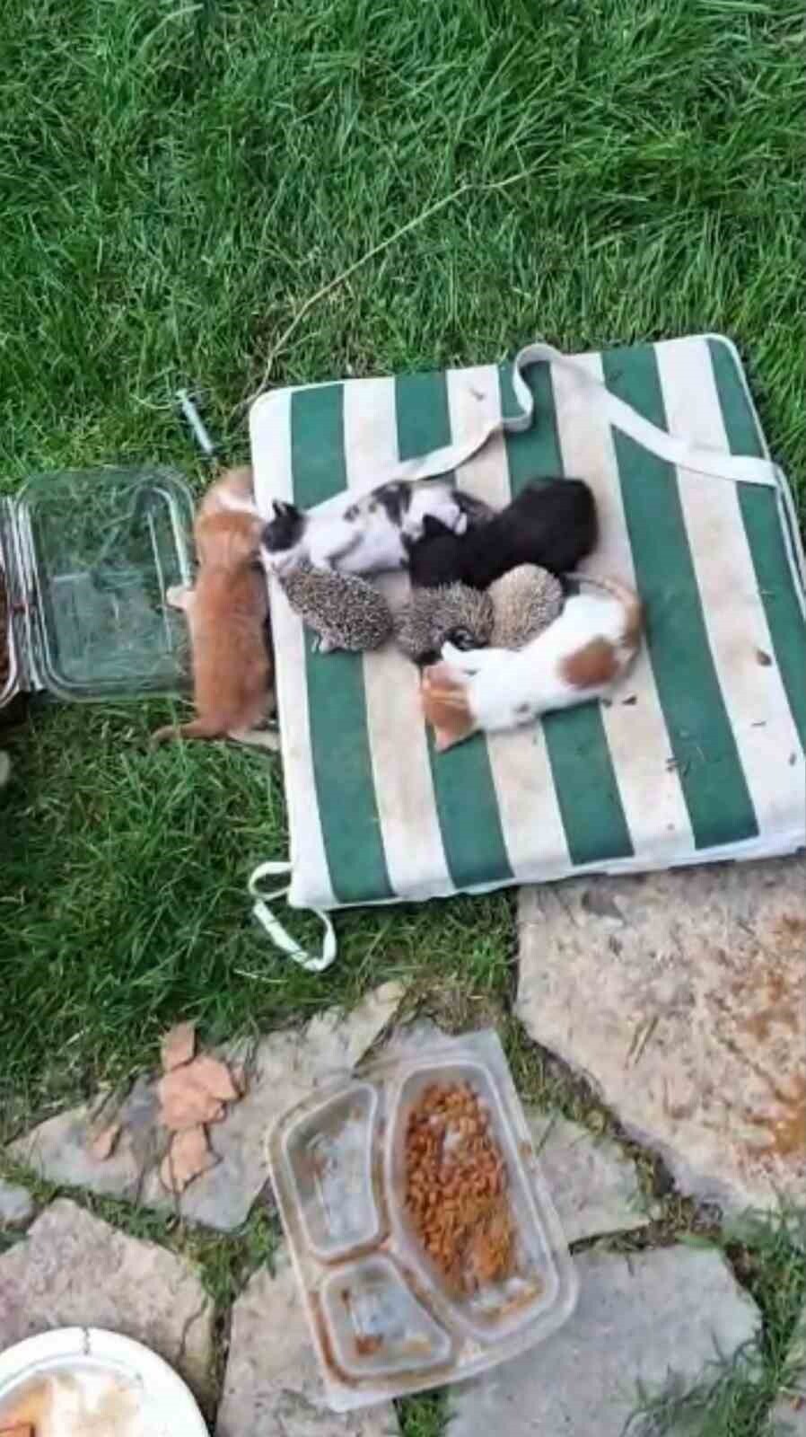 KOCAELİ'DE ANNE KEDİNİN, KENDİ YAVRULARIYLA BİRLİKTE KİRPİ YAVRULARINI DA EMZİRMESİ YÜZLERDE...