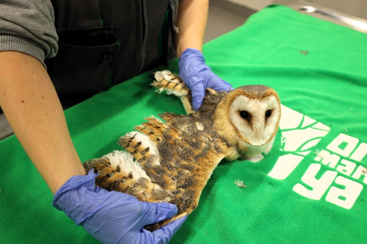 KOCAELİ'DE AVRUPA'NIN EN BÜYÜK DOĞAL YAŞAM PARKLARINDAN BİRİ OLARAK BELİRTİLEN ORMANYA'DA, YARALI...