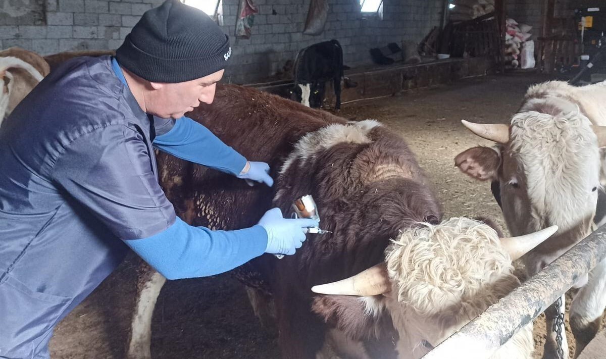 KONYA’NIN BEYŞEHİR İLÇESİNDE BÜYÜKBAŞ HAYVANLARDA ŞAP (SAT 1) RAPEL AŞILAMA ÇALIŞMALARINA...
