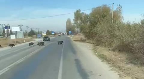 KONYA’NIN BEYŞEHİR İLÇESİNDE KARA YOLUNA ÇIKAN YABAN DOMUZU SÜRÜSÜ CEP TELEFONUYLA...