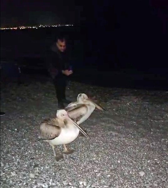 KONYAALTI SAHİLİ'NDE İKİ PELİKAN VATANDAŞLARIN CEP TELEFONU KAMERASINA YANSIDI.