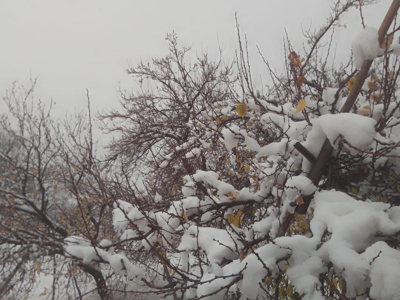 MALATYA’DA DÜN AKŞAM SAATLERİNDE BAŞLAYAN SAĞANAK İLE YÜKSEK KESİMLERDE GÖRÜLEN KAR YAĞIŞI...