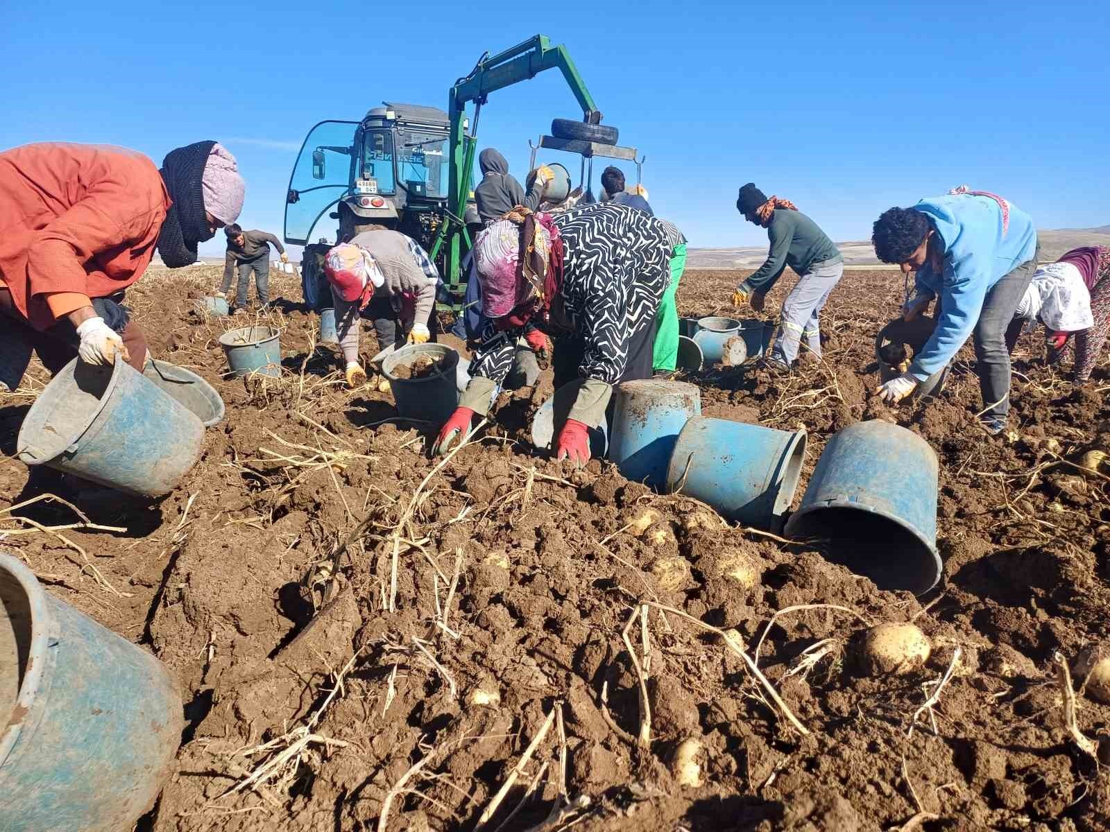 MALAZGİRT’TE İLK DEFA EKİLEN PATATES UMUT OLDU